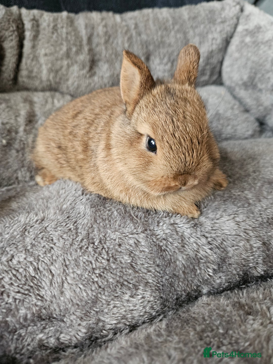 Netherland Dwarf rabbits for sale: Red Agouti Netherland Dwarf girl - Advert 1