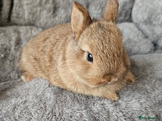 Netherland Dwarf rabbits Red Agouti Netherland Dwarf girl - Advert 16