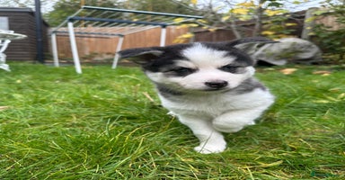 Mixed Breed dogs - Advert 10