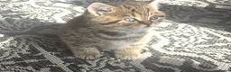 British Shorthair cats for sale: British shorthair kittens  - Advert 12