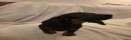 Miniature Dachshund dogs for sale: Miniature dachshund pups - Advert 10