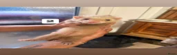 Ferret rodents for sale: ferret kits for sale  in Hereford - Advert 4