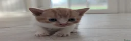 Mixed Breed cats for sale: Georgous Kittens Looking For A New Home - Advert 14