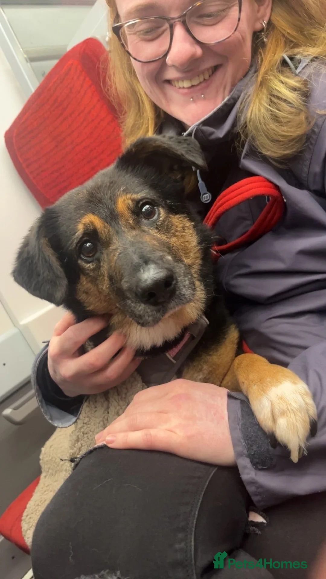 Mixed Breed dogs for adoption: Bumble for adoption - Advert 1