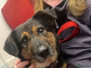 Mixed Breed dogs Bumble for adoption - Advert 1