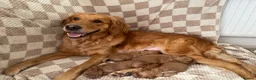 Mini Goldendoodle dogs for sale: One Male F1 Goldendoodle Puppy - Advert 2