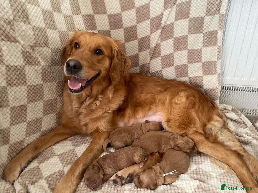 Mini Goldendoodle dogs for sale: One Male F1 Goldendoodle Puppy - Advert 2