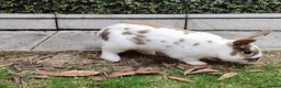 Mixed Breed rabbits for sale: Pair of male sibling mixed breed rabbits  - Advert 11