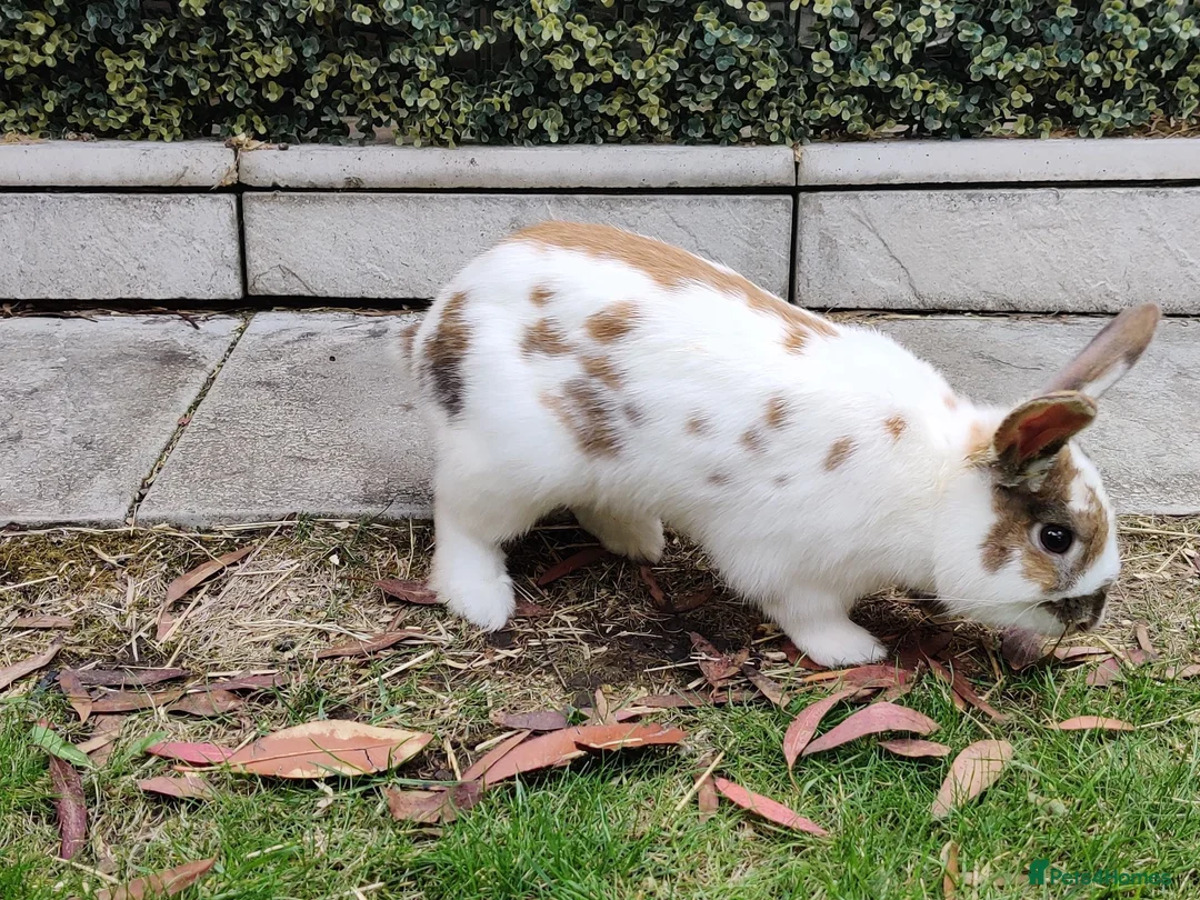 Mixed Breed rabbits for sale: Pair of male sibling mixed breed rabbits  - Advert 11