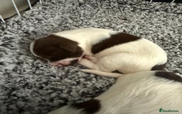English Springer Spaniel dogs for sale: Springer spaniel puppies for sale - Image 2