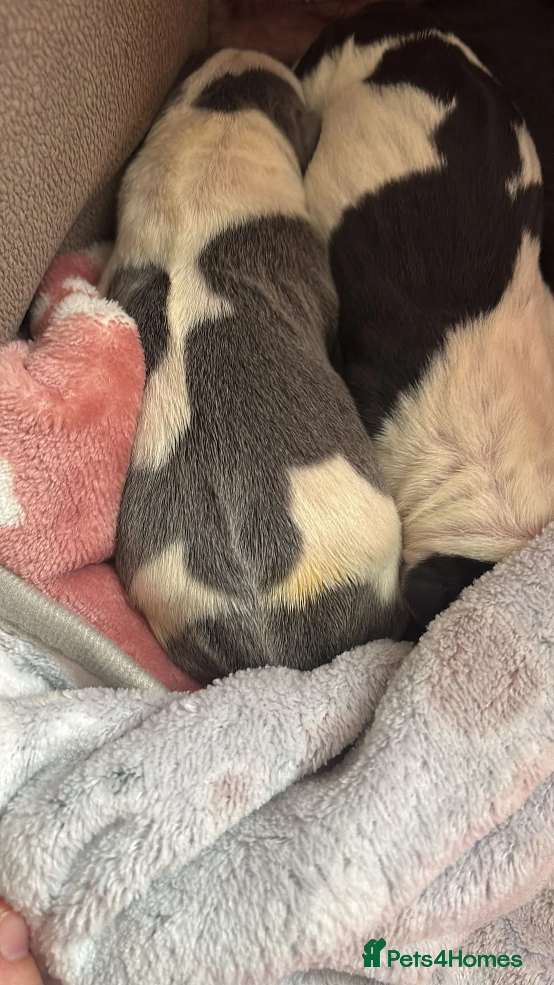 Staffordshire Bull Terrier dogs for sale: Beautiful litre of staffs for sale  in Colchester - Advert 5