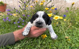 Cocker Spaniel dogs for sale: Working cocker pups.  - Image 4