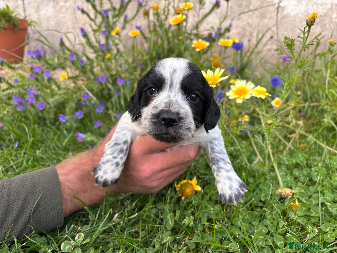 Cocker Spaniel dogs for sale: Working cocker pups.  - Image 4