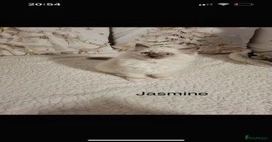 Ragdoll cats Purebred Ragdoll Kittens - TICA - YORKSHIRE - Advert 7