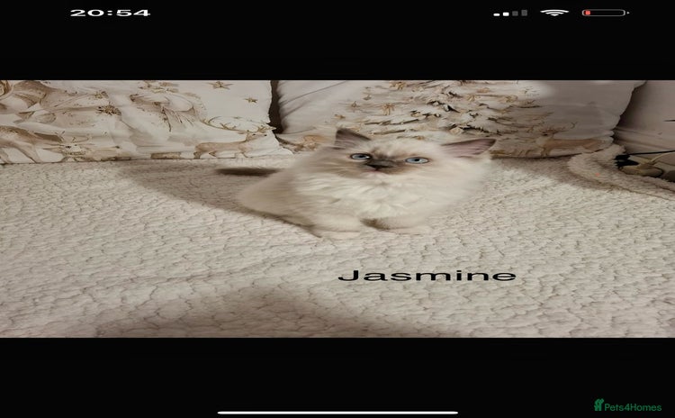 Ragdoll cats Purebred Ragdoll Kittens - TICA - YORKSHIRE - Advert 8