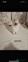Ragdoll cats Purebred Ragdoll Kittens - TICA - YORKSHIRE - Advert 7