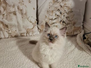 Ragdoll cats Purebred Ragdoll Kittens - TICA - YORKSHIRE - Advert 6