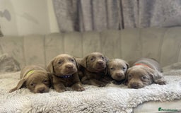 Labrador Retriever dogs for sale: Stunning silver Labradors puppy’s  - Advert 11