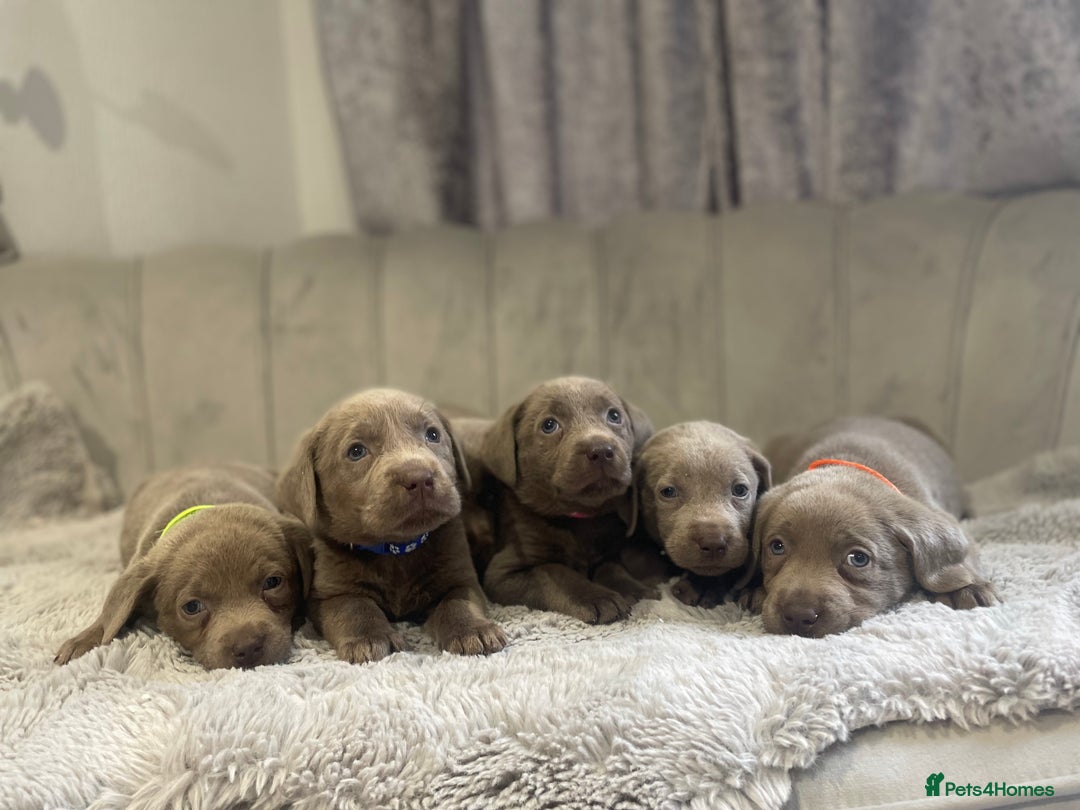 Labrador Retriever dogs for sale: Stunning silver Labradors puppy’s  - Advert 11