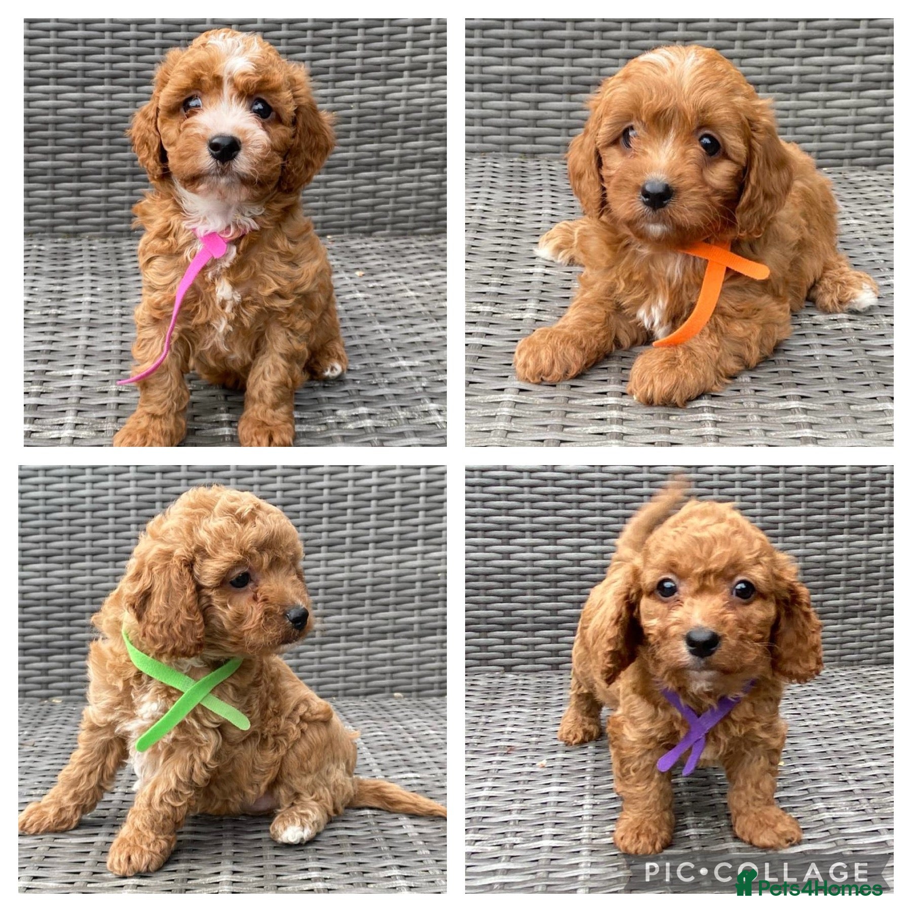 Cavapoochon dogs Beautiful Cavapoochon pups For Sale - Advert 1