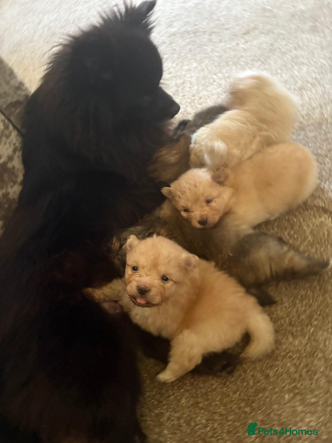 Pomeranian dogs for sale: ** Pomeranian Puppies 🐶🤍🐻🤎 - Image 34