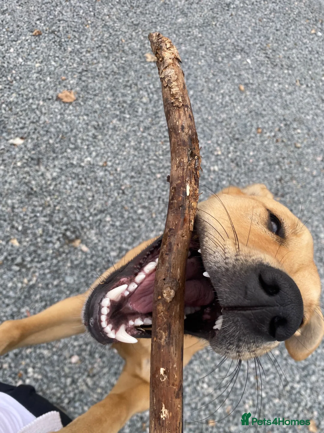 Mixed Breed dogs for sale: Nala  in Alton - Advert 2