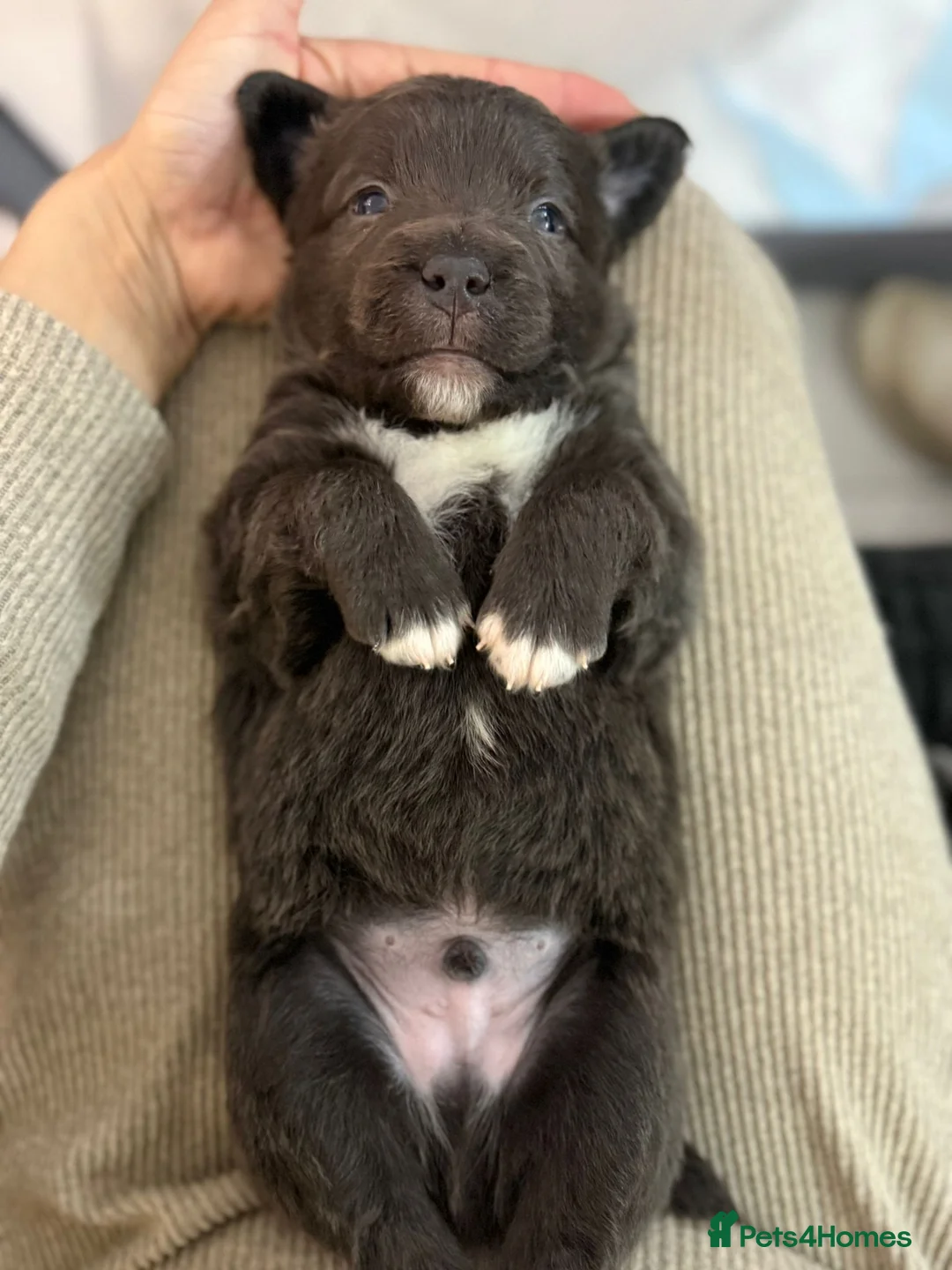 Staffordshire Bull Terrier dogs for sale: Handsome buster  - Advert 9