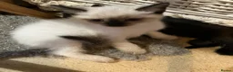 Ragdoll cats for sale: Ragdoll cross kittens.  - Advert 4