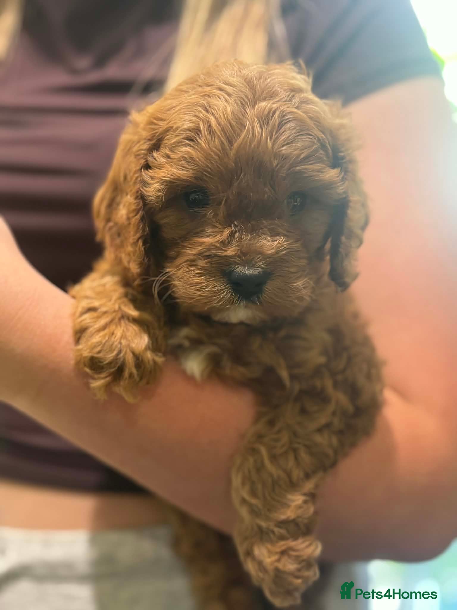 Cavapoo dogs F1 3 Girls 1 boy fully insured - Advert 1