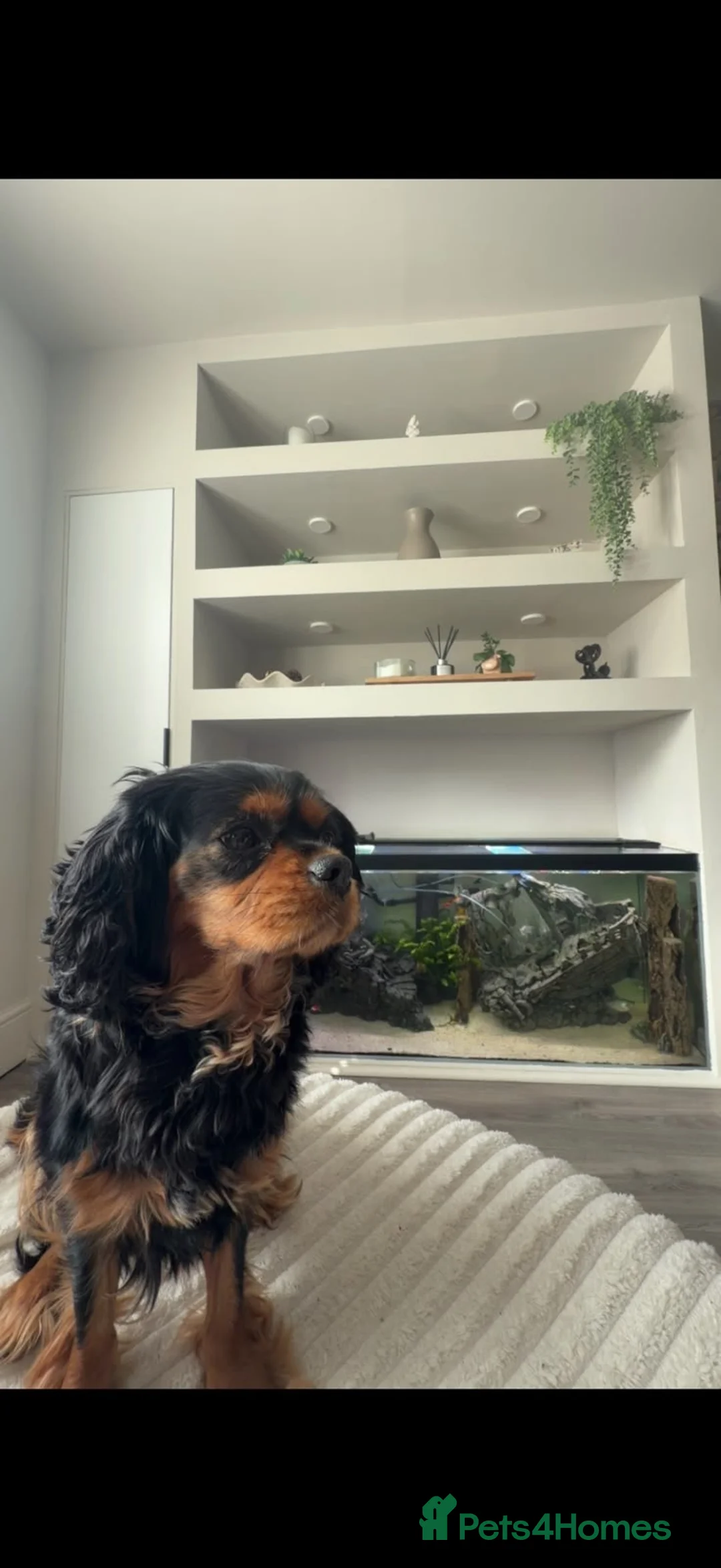 Cavalier King Charles Spaniel dogs for sale: Full Breed Cavalier King Charles Spaniels  - Advert 2
