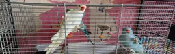 Parrots birds for sale: Indian ringnecks for sale READY TO GO - Advert 6