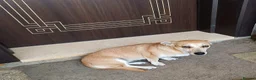 Mixed Breed dogs for adoption: Mimi, 4yrs approx. Available for adoption. in Brixham - Advert 4