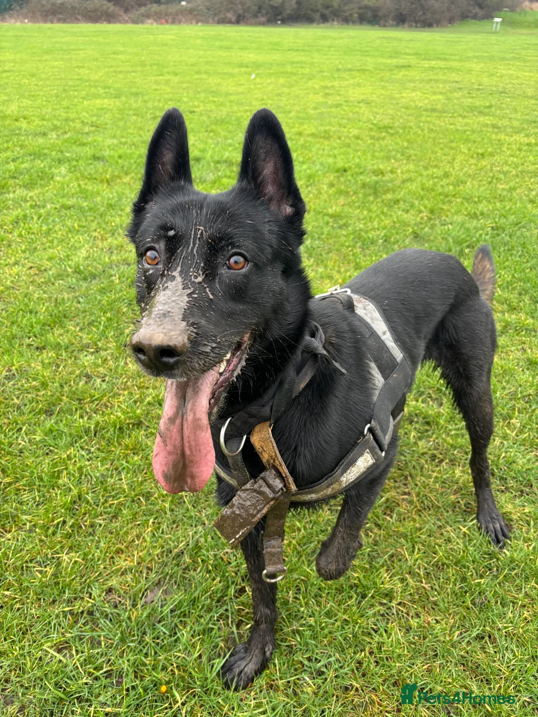 Belgian Shepherd Dog dogs for stud: Belgium malinois  - Advert 4