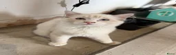 Ragdoll cats for sale: 🐾 Reluctantly Looking for Loving Forever Homes 🐾 in Axminster - Advert 7