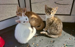 British Shorthair cats for sale: Adorable Kittens! - Image 4