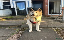 Akita dogs for sale: 8 year old American Akita - Image 4