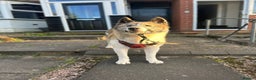 Akita dogs for sale: 8 year old American Akita - Advert 4