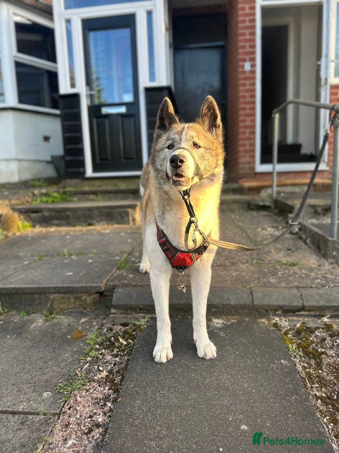 Akita dogs for sale: 8 year old American Akita - Image 4