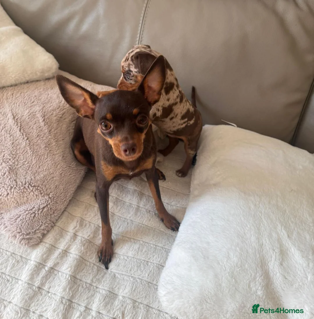 Miniature Pinscher dogs for sale: RARE super tiny mini pin puppies in London - Advert 2