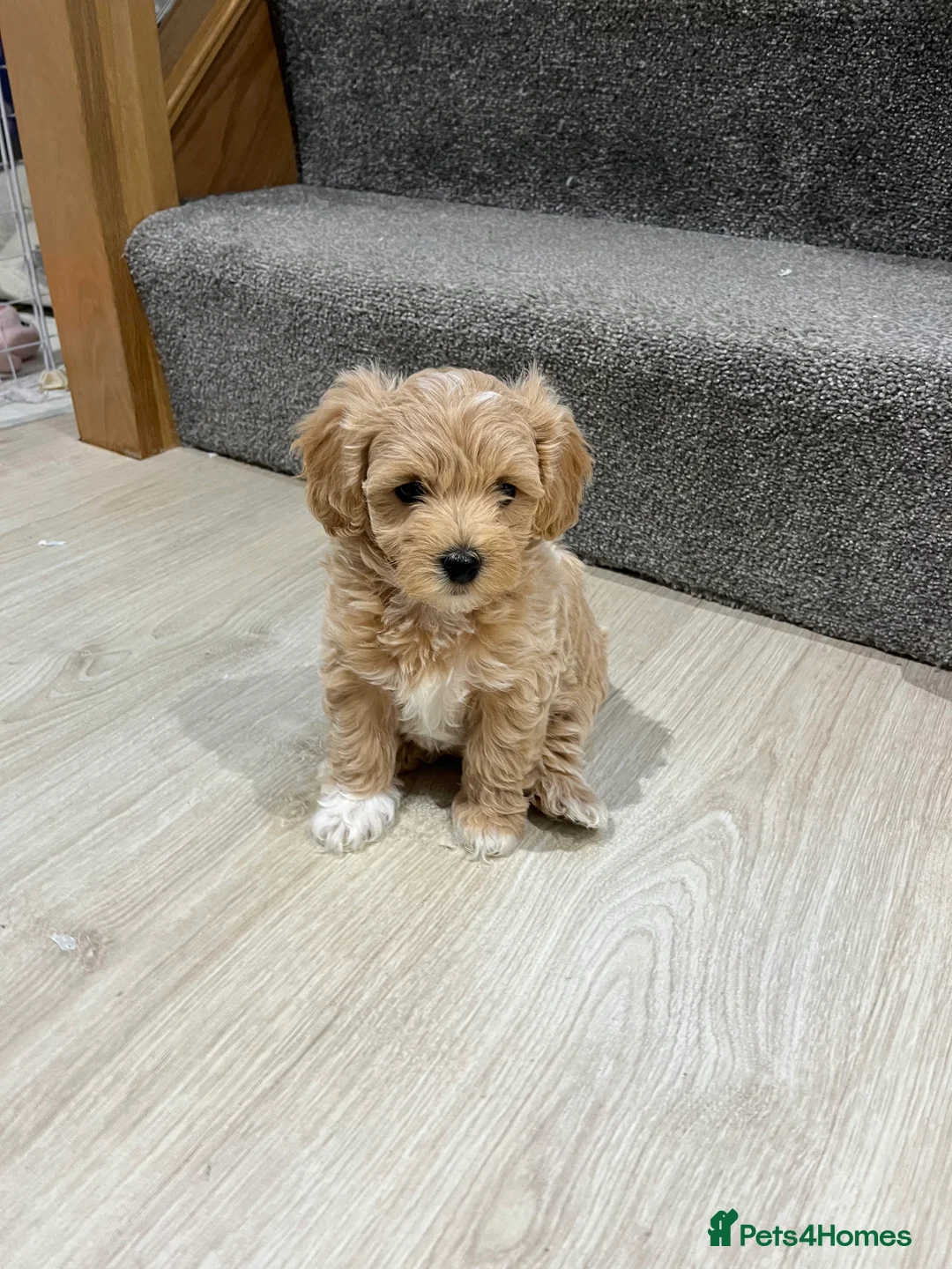 Maltipoo dogs for sale: Gorgeous Maltipoo Pups looking for their new home  - Advert 18
