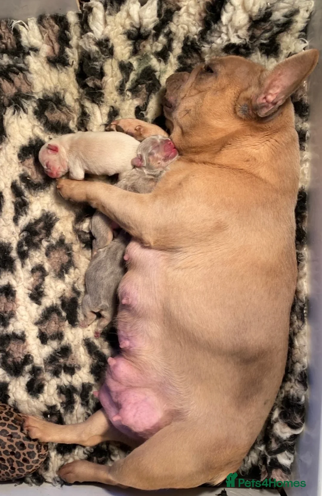 French Bulldog dogs for sale: Cream French bulldog girl  - Advert 2