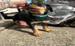 Rottweiler dogs for sale: Healthy Rottweiler puppies ready now  - Image 25