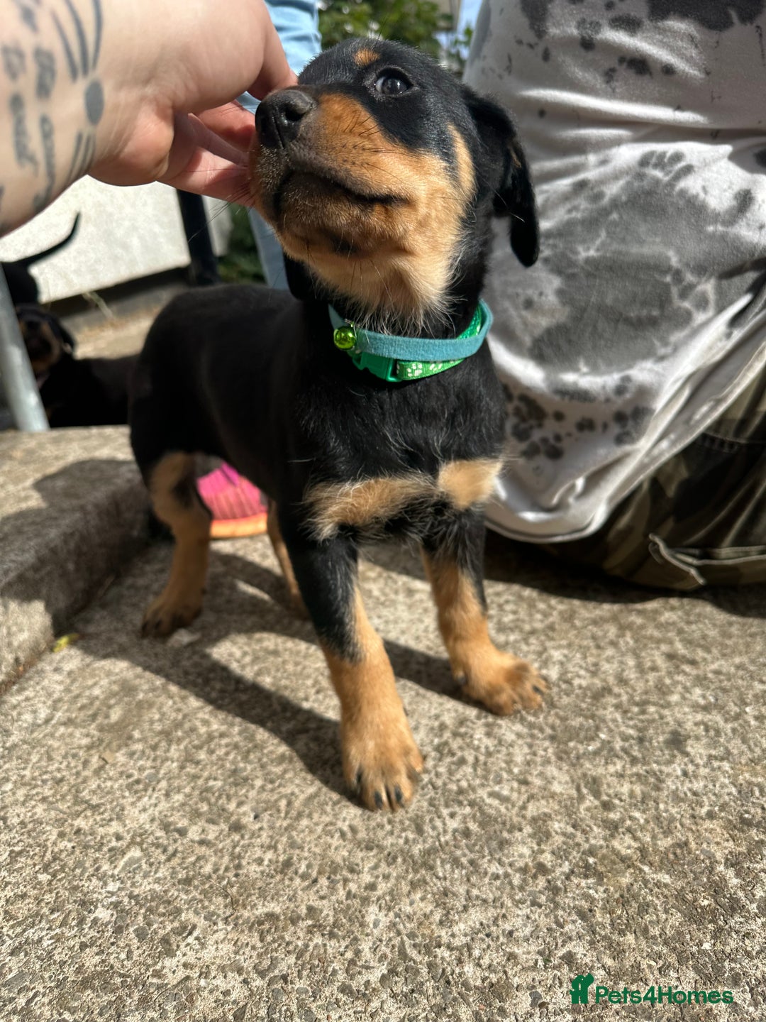 Rottweiler dogs for sale: Healthy Rottweiler puppies ready now  - Image 25