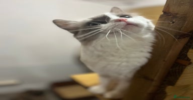 Ragdoll cats Adult  mink ragdolls  - Advert 1