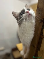 Ragdoll cats Adult mink ragdolls - Advert 4