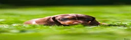 Miniature Dachshund dogs for sale: Miniature dachshunds boys and girls  - Advert 17