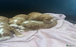 Cavapoo dogs for sale: One girl left has come available  - Image 15