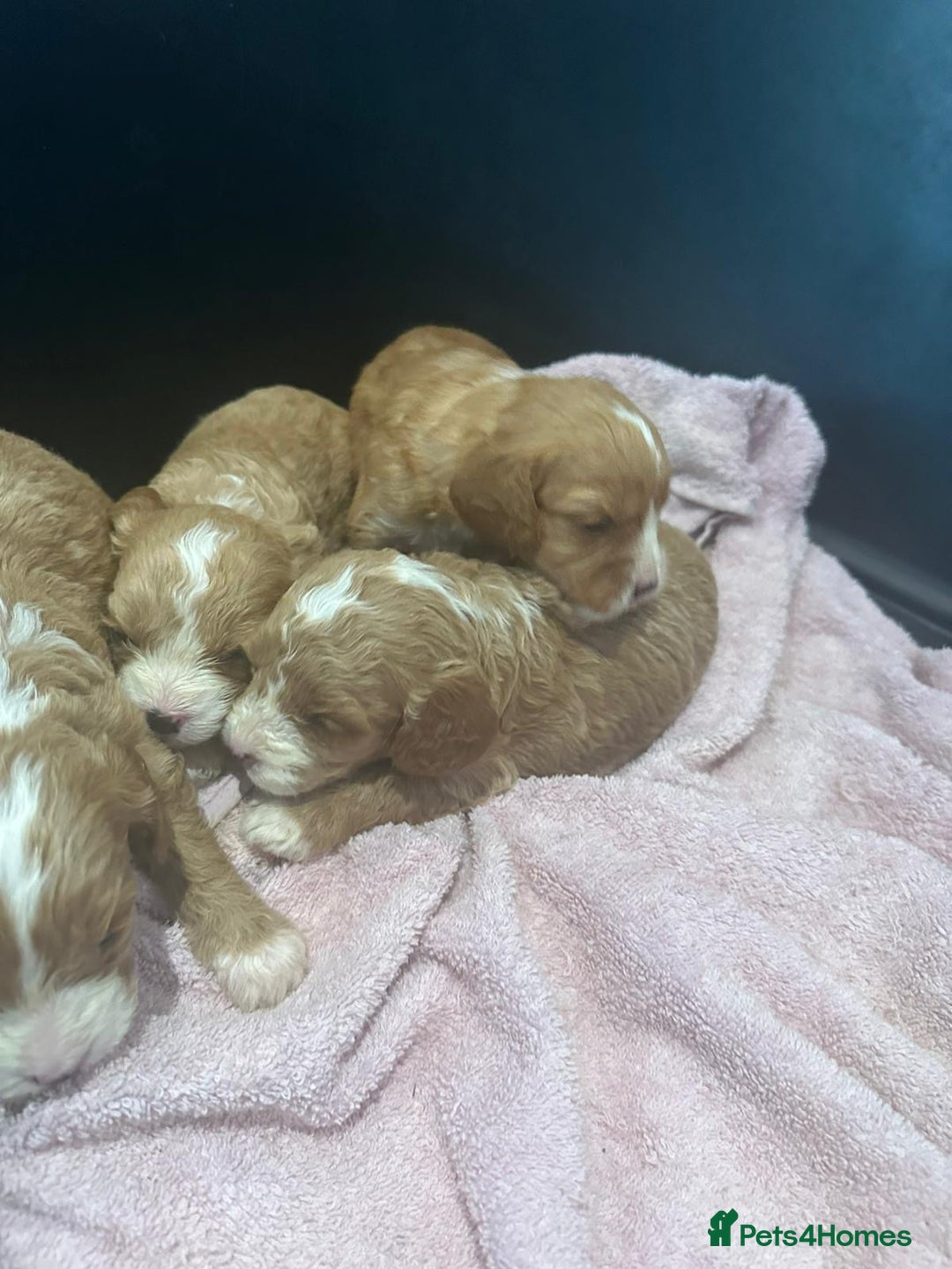 Cavapoo dogs for sale: One girl left has come available  - Image 15