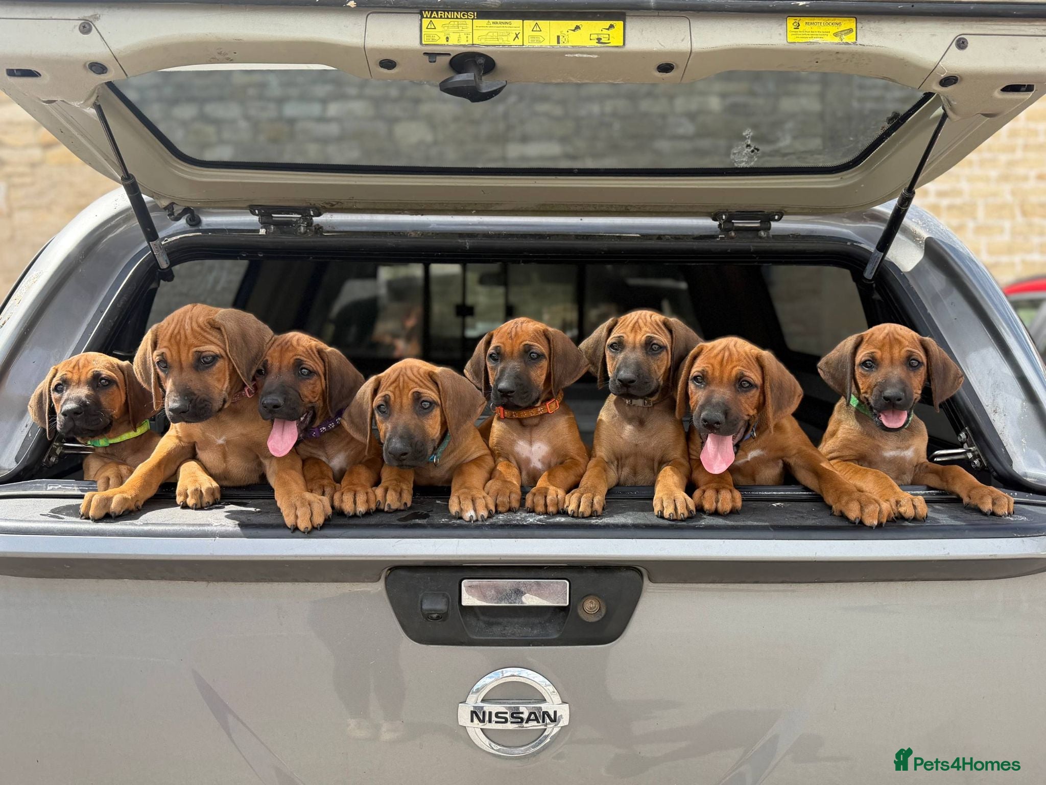 Rhodesian Ridgeback dogs * 3 Girls with Black Masks Available *  - Advert 1