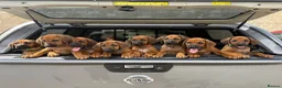 Rhodesian Ridgeback dogs for sale: * 3 Girls with Black Masks Available *  - Advert 1